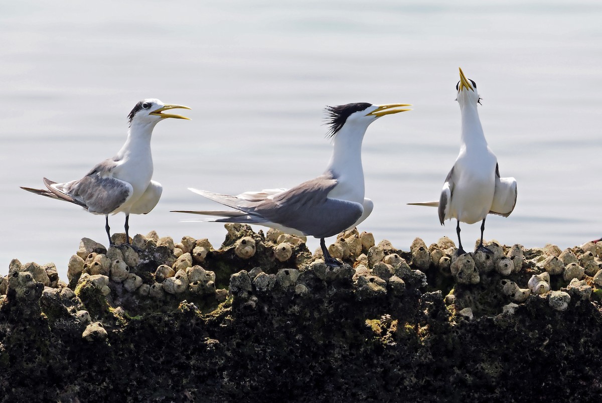 Great Crested Tern - ML619217040