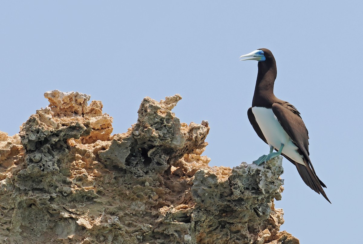Brown Booby - ML619217051