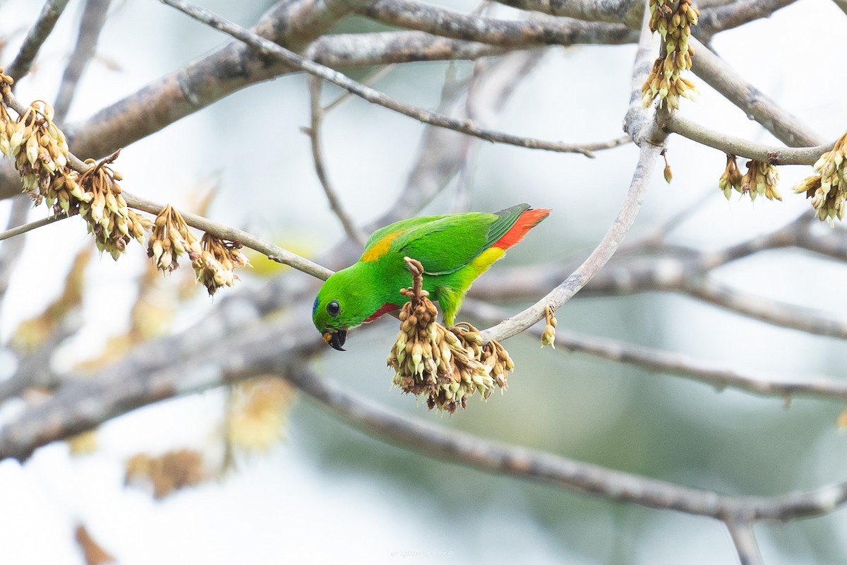 Blue-crowned Hanging-Parrot - ML619217068