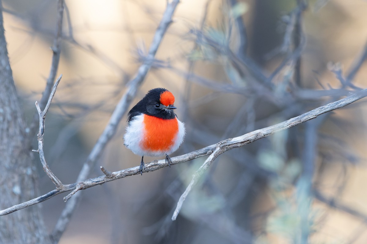 Red-capped Robin - ML619217182
