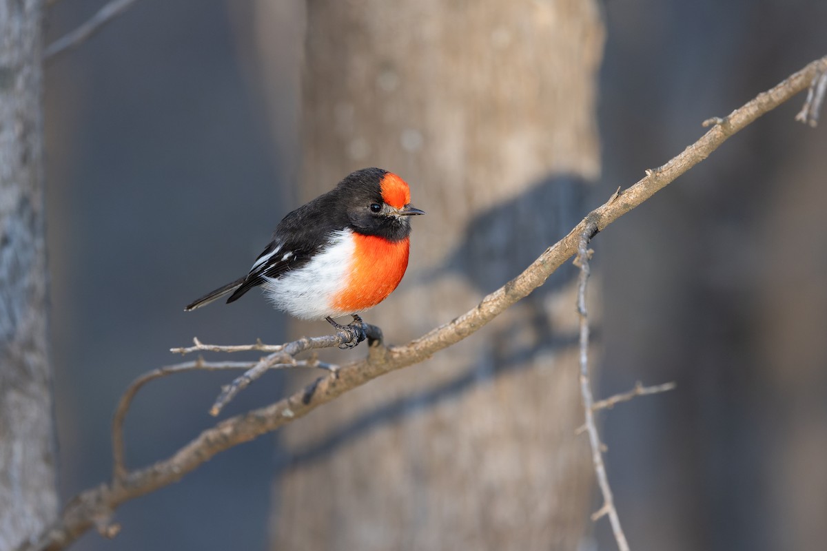 Red-capped Robin - ML619217183