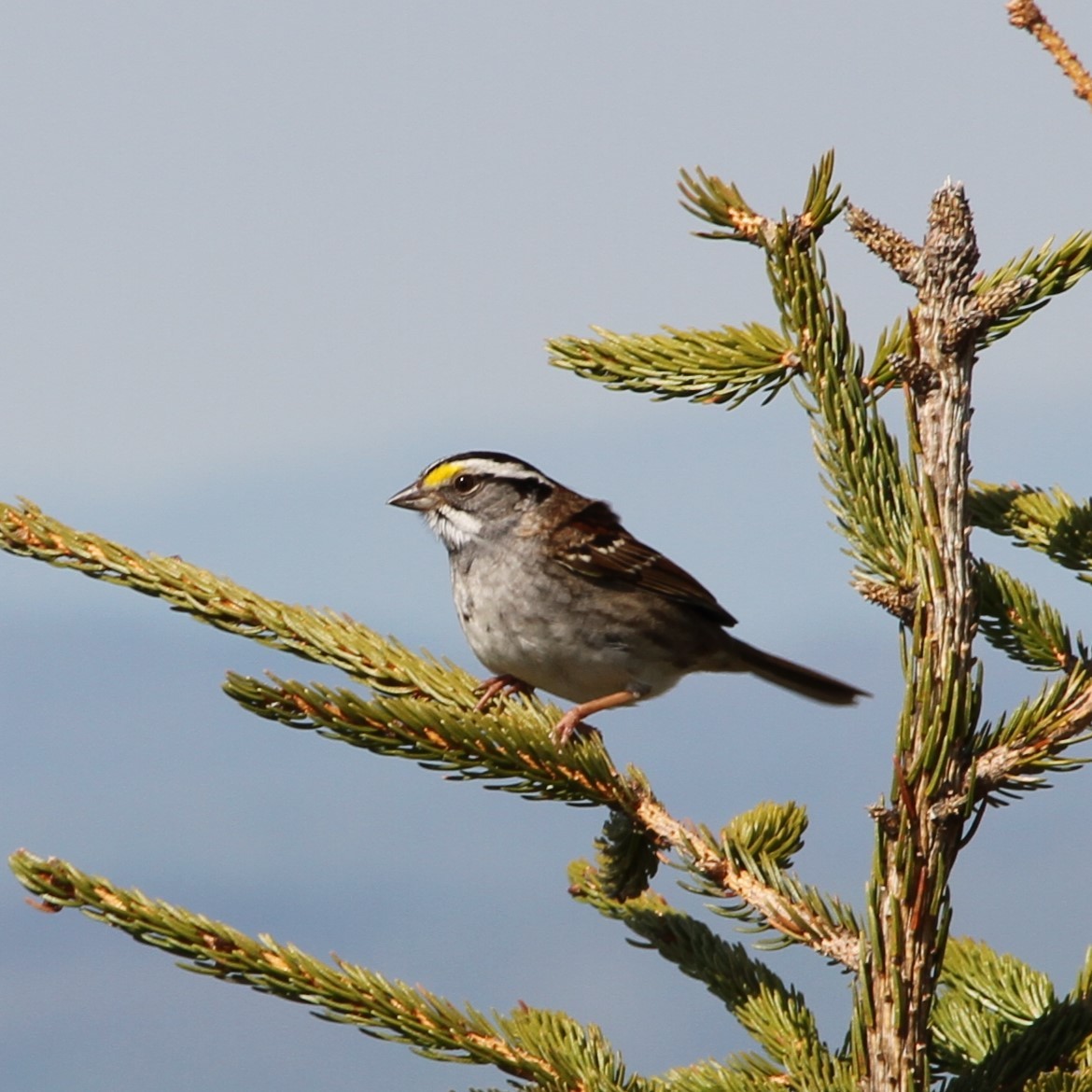 White-throated Sparrow - ML619217195