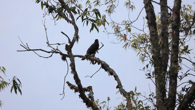 Hodgson's Hawk-Cuckoo - ML619217209