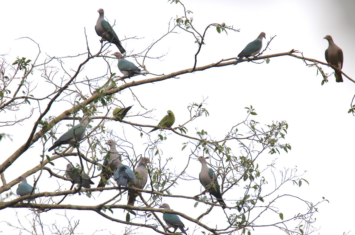 Pin-tailed Green-Pigeon - ML619217271