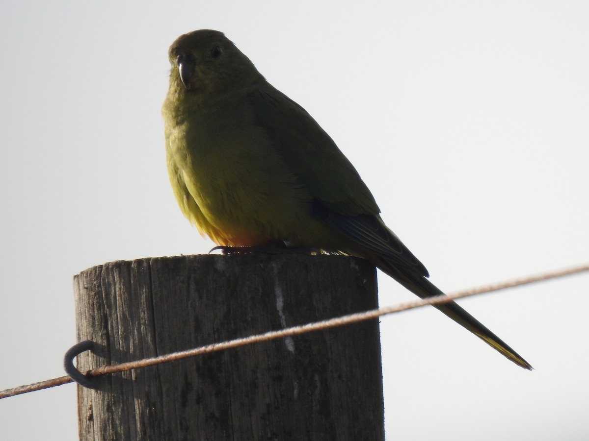 Blue-winged Parrot - ML619217314