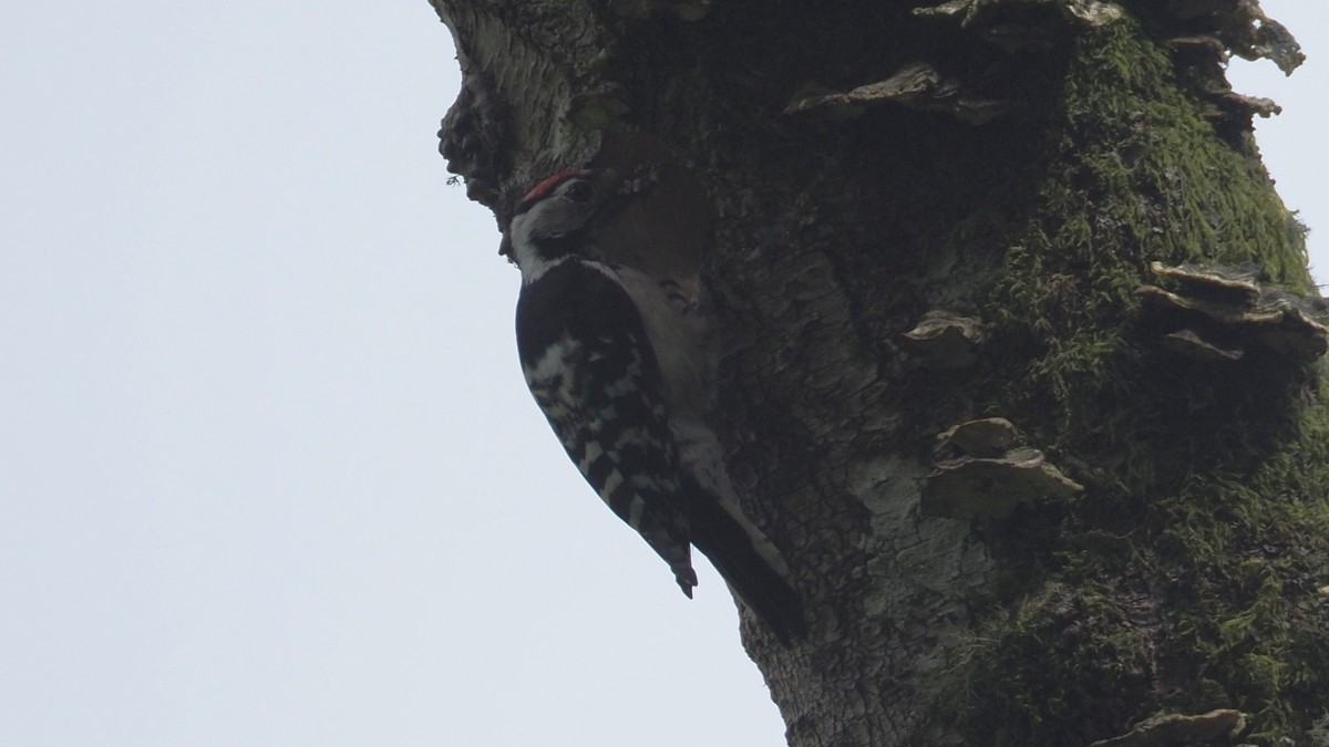 Lesser Spotted Woodpecker - ML619217319