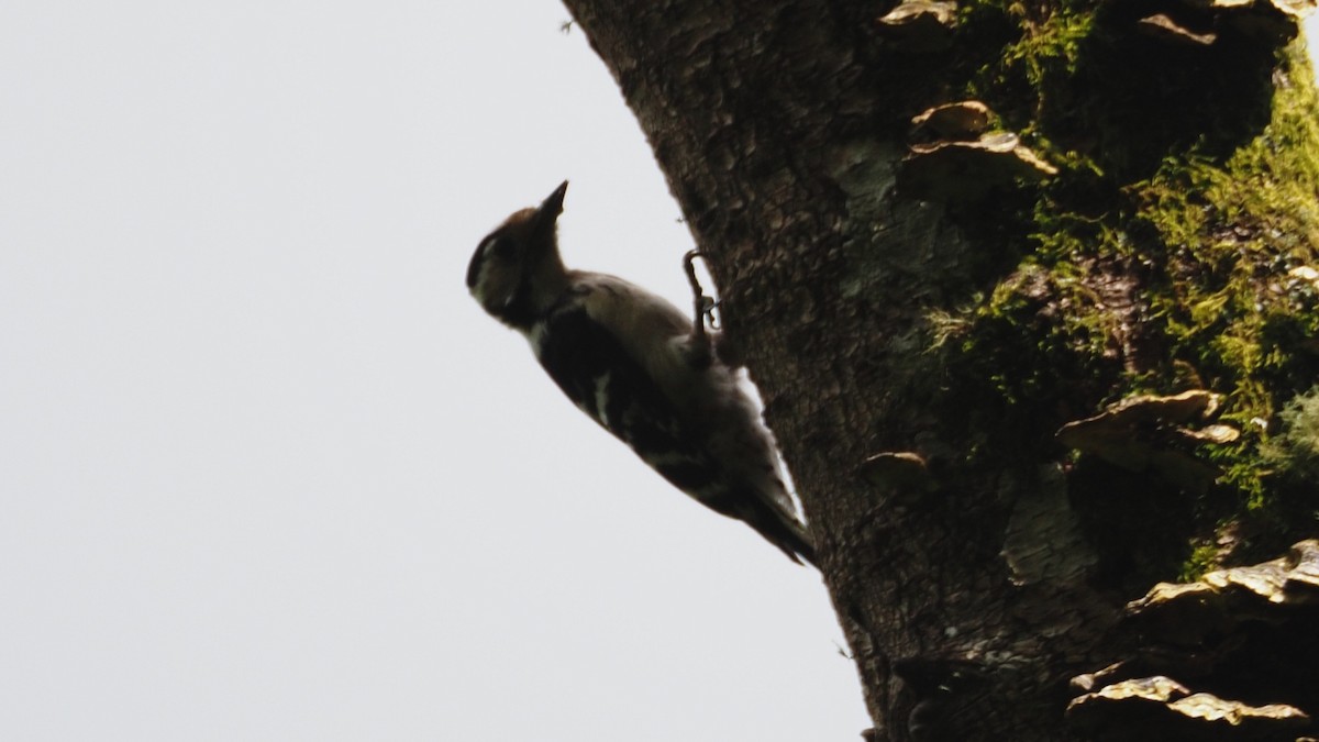 Lesser Spotted Woodpecker - ML619217320