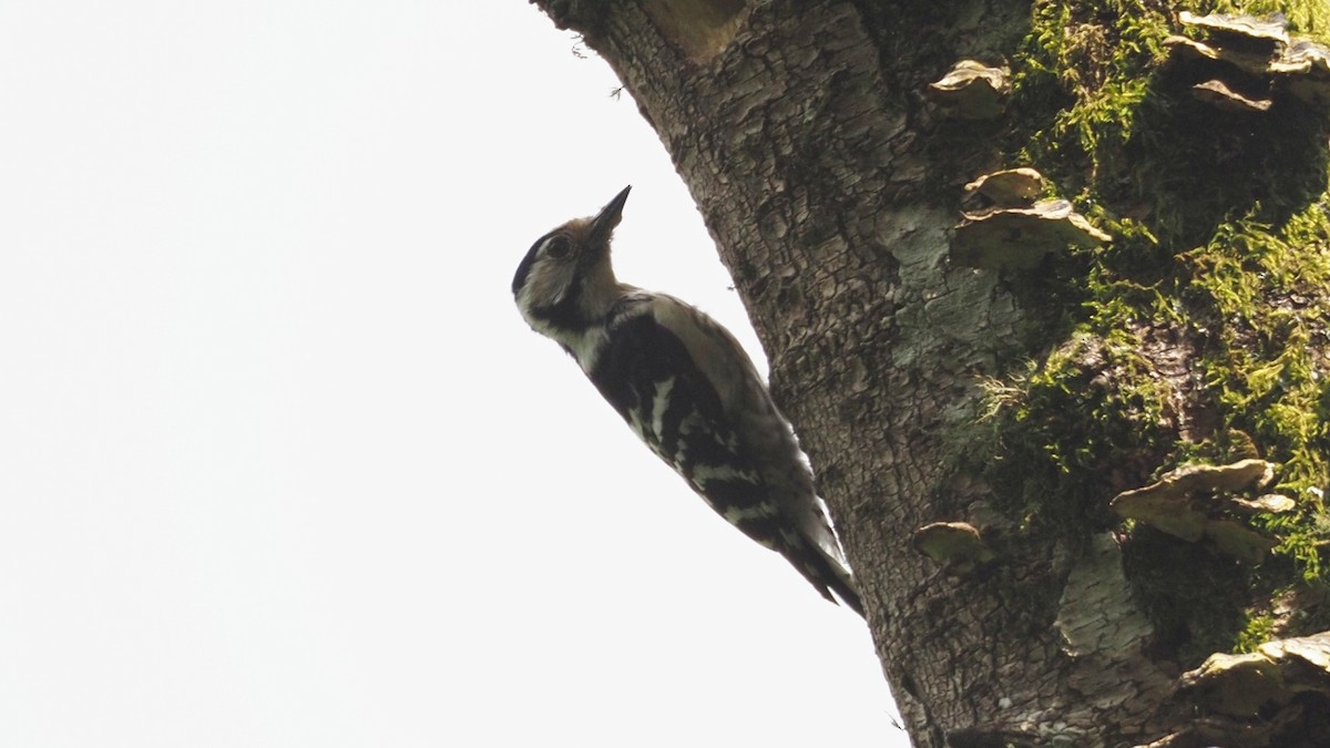 Lesser Spotted Woodpecker - ML619217321