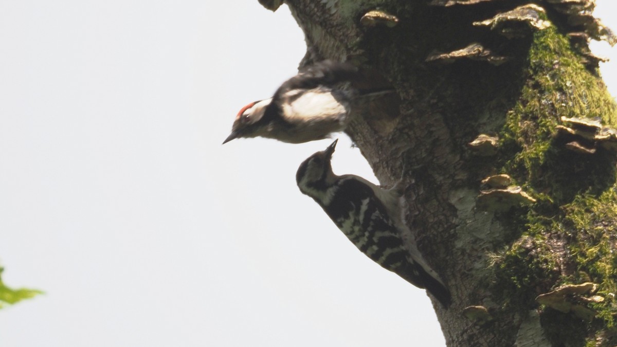Lesser Spotted Woodpecker - ML619217322