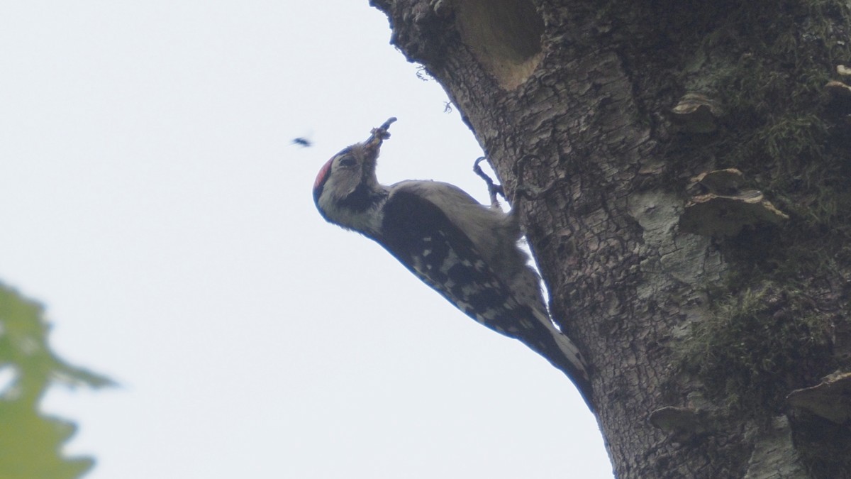 Lesser Spotted Woodpecker - ML619217323