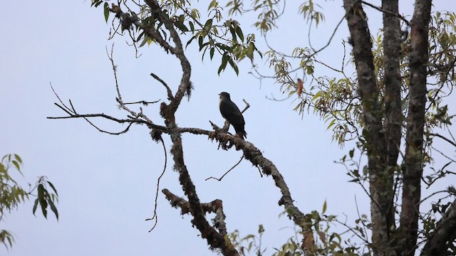 Hodgson's Hawk-Cuckoo - ML619217339