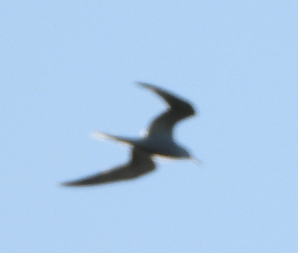 Common Tern - ML619217344
