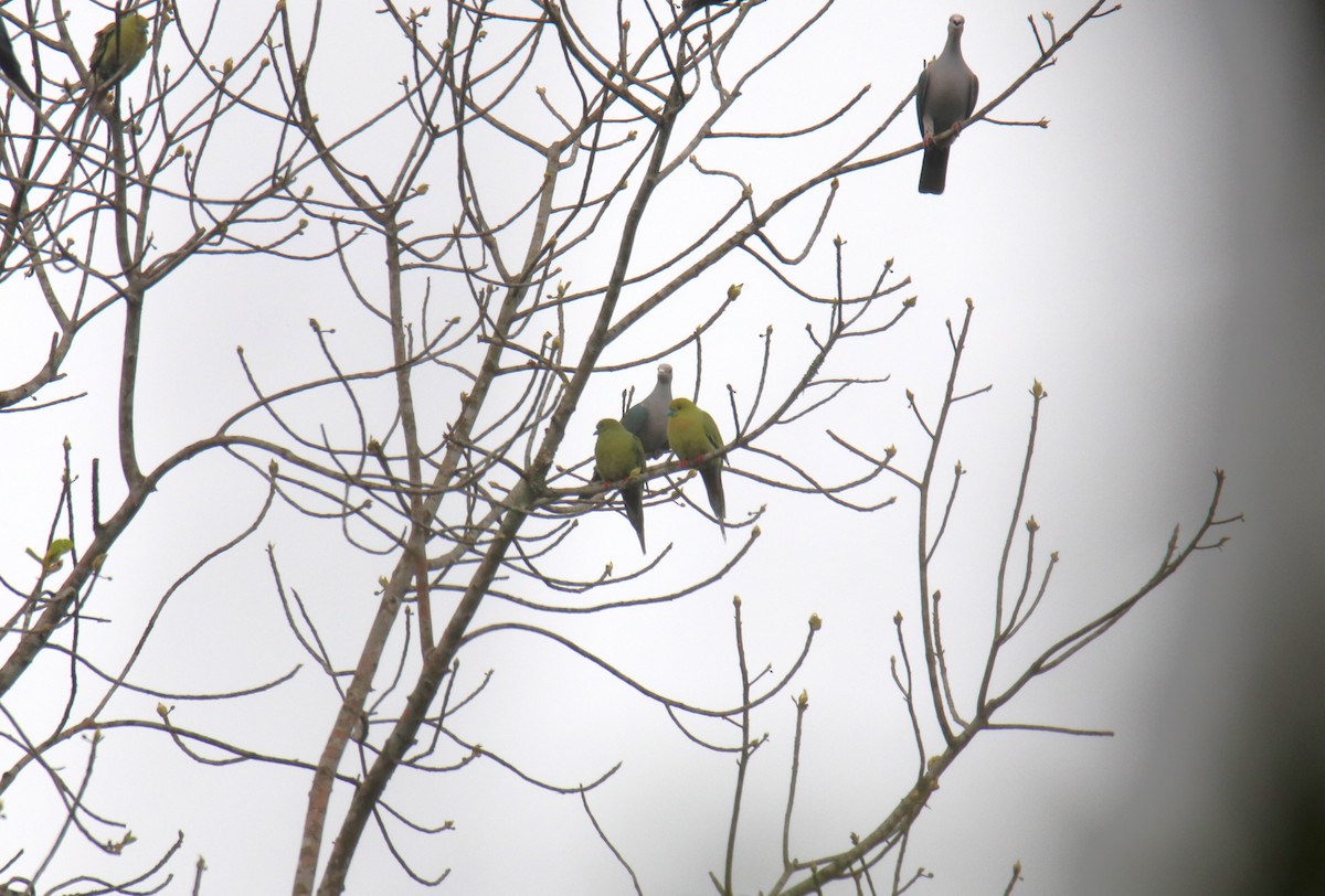 Pin-tailed Green-Pigeon - ML619217348