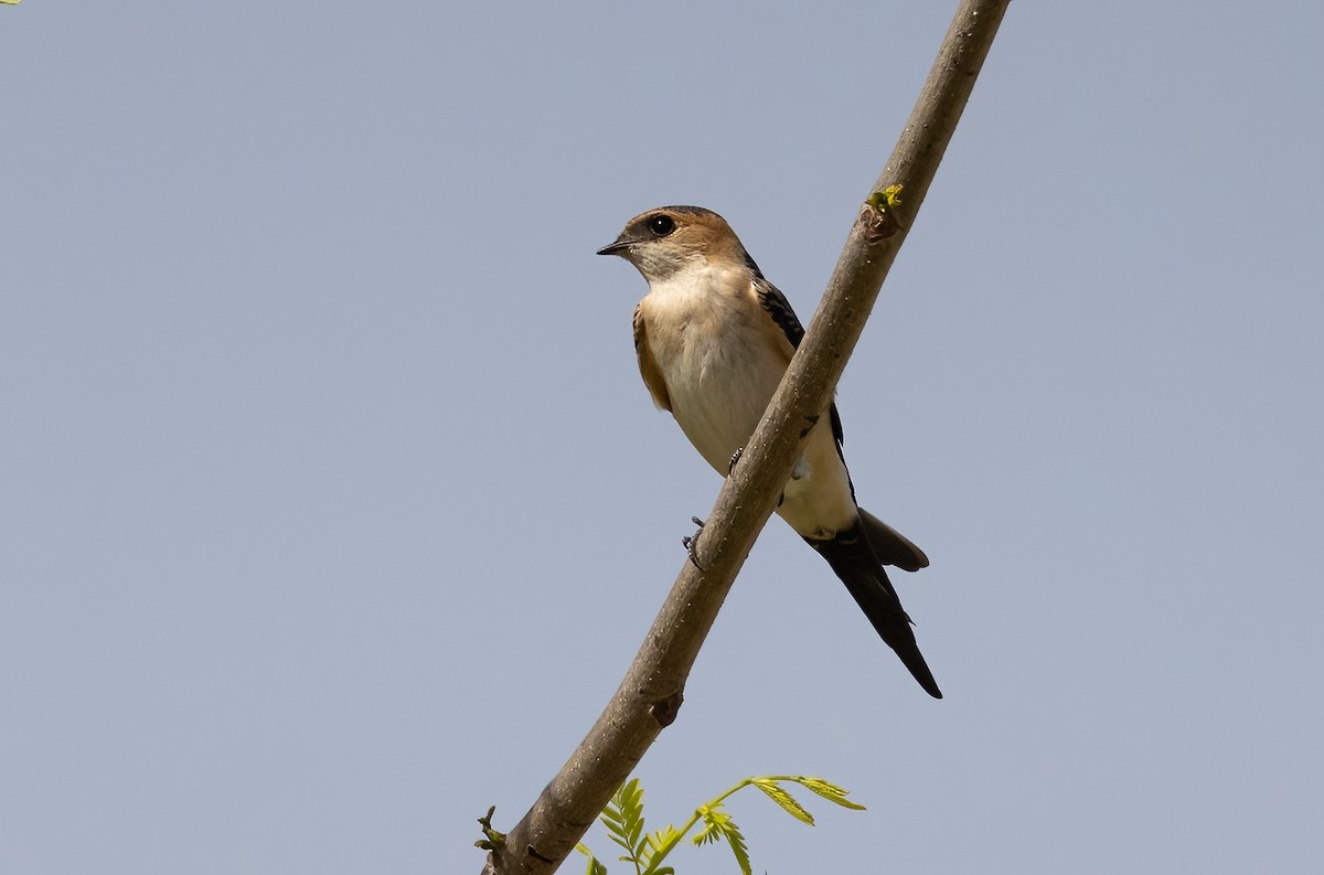 Red-rumped Swallow - ML619217356
