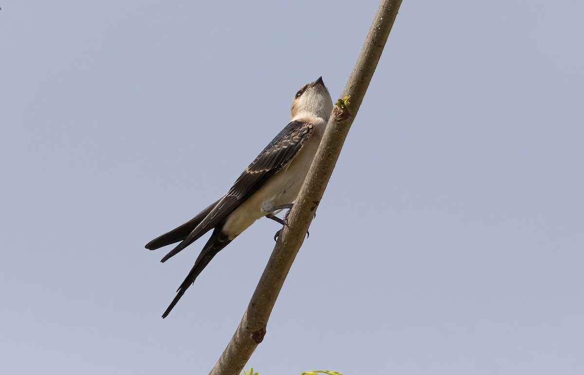 Red-rumped Swallow - ML619217357
