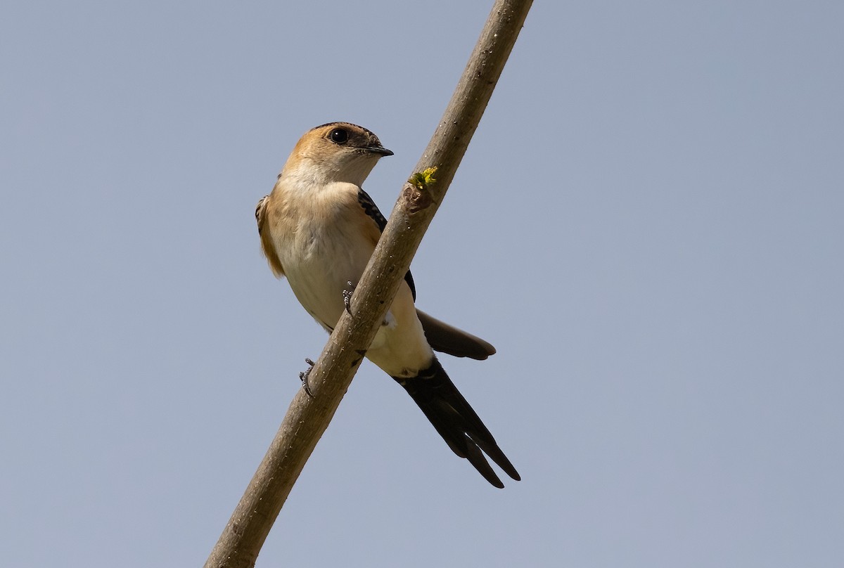 Red-rumped Swallow - ML619217358