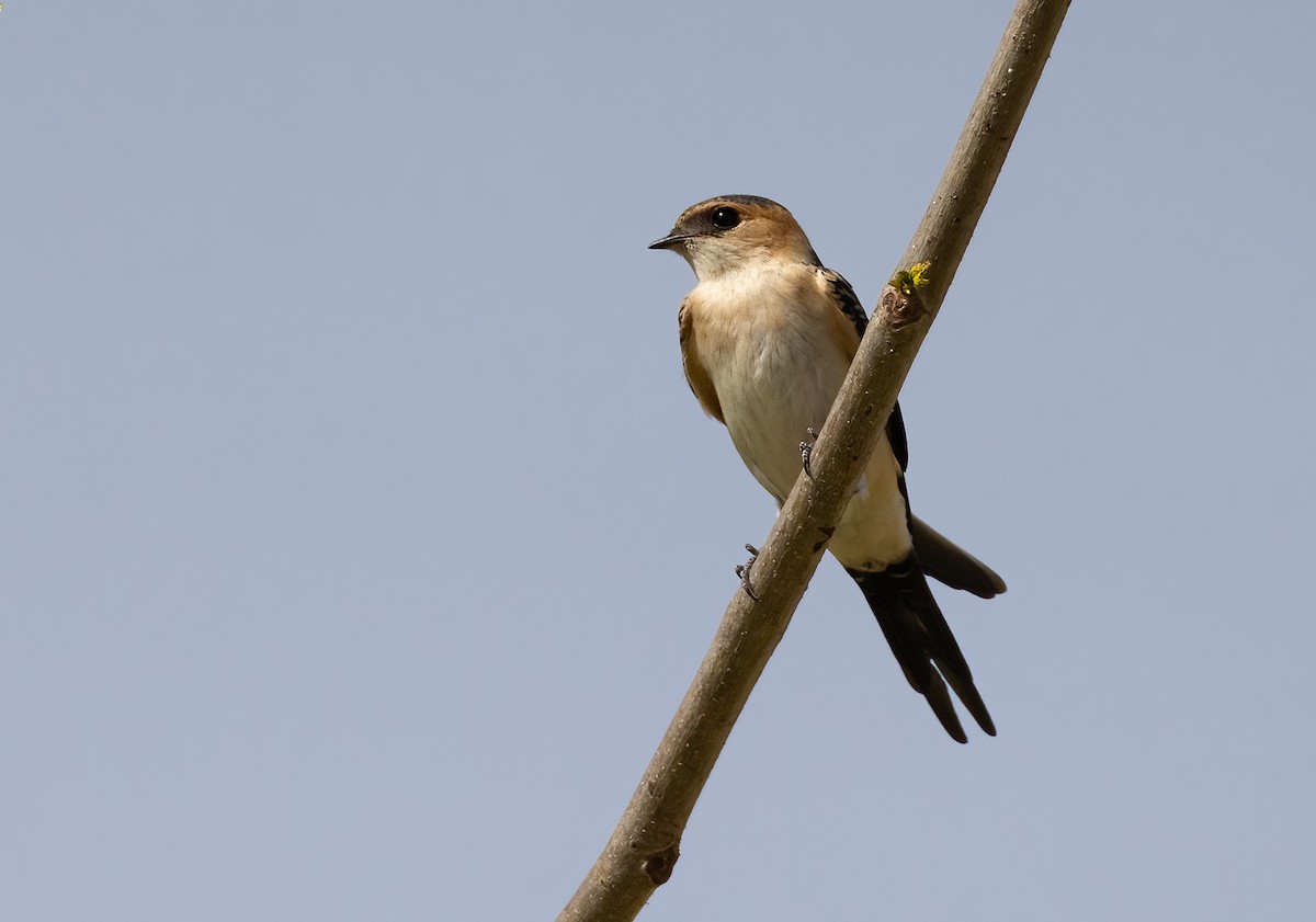 Red-rumped Swallow - ML619217359