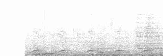 Râle à poitrine blanche - ML619217367
