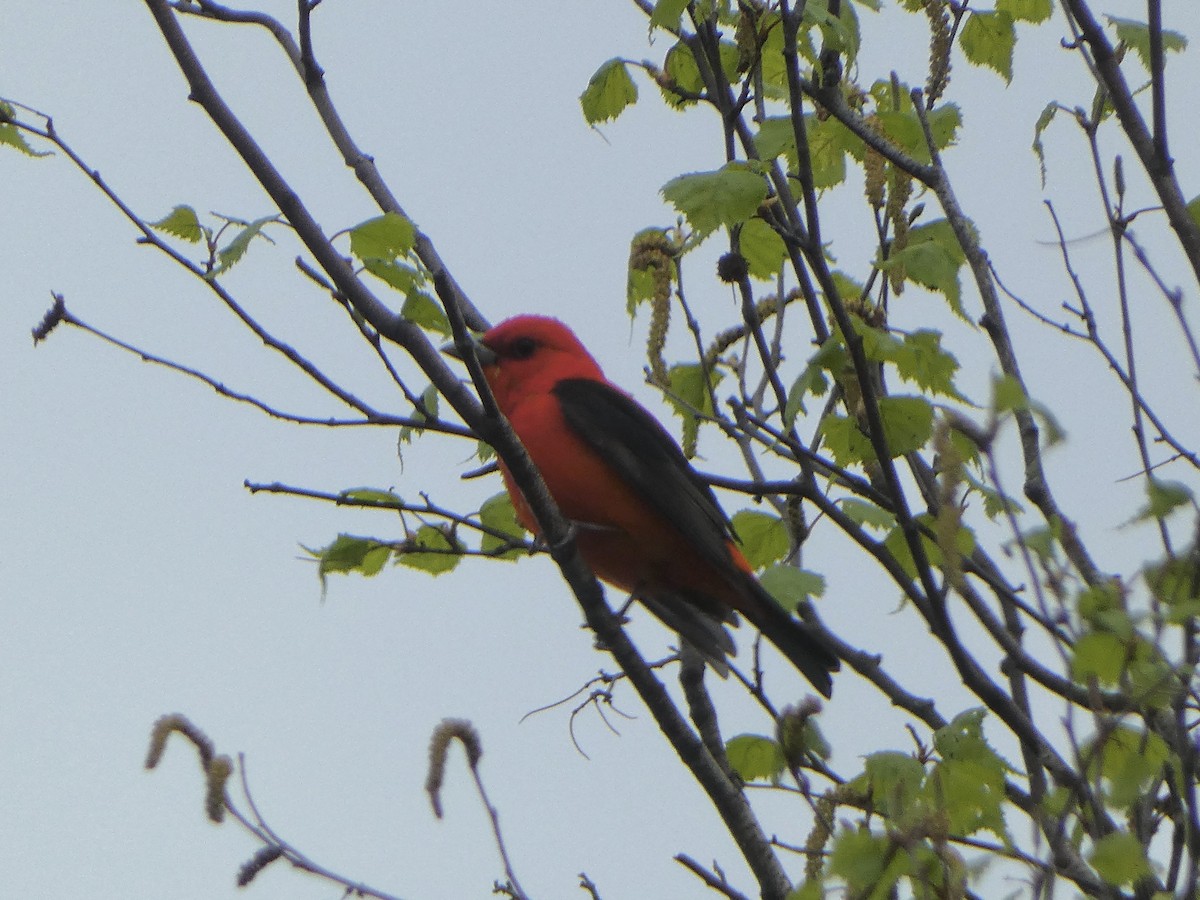 Scarlet Tanager - ML619217444