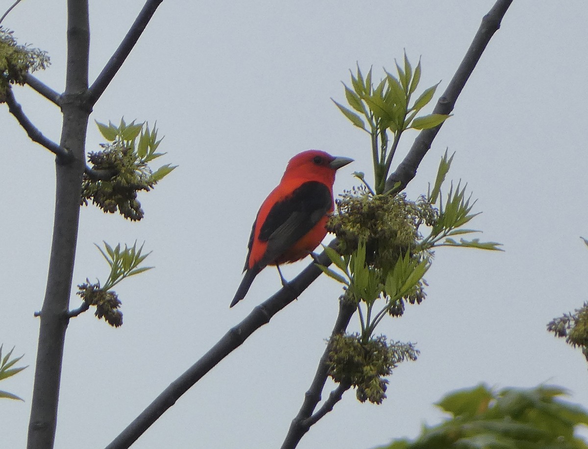 Scarlet Tanager - ML619217445