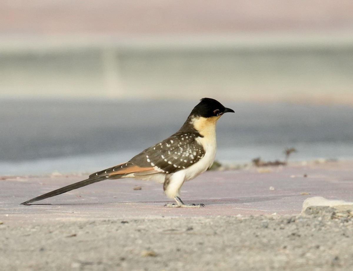 Great Spotted Cuckoo - ML619217503