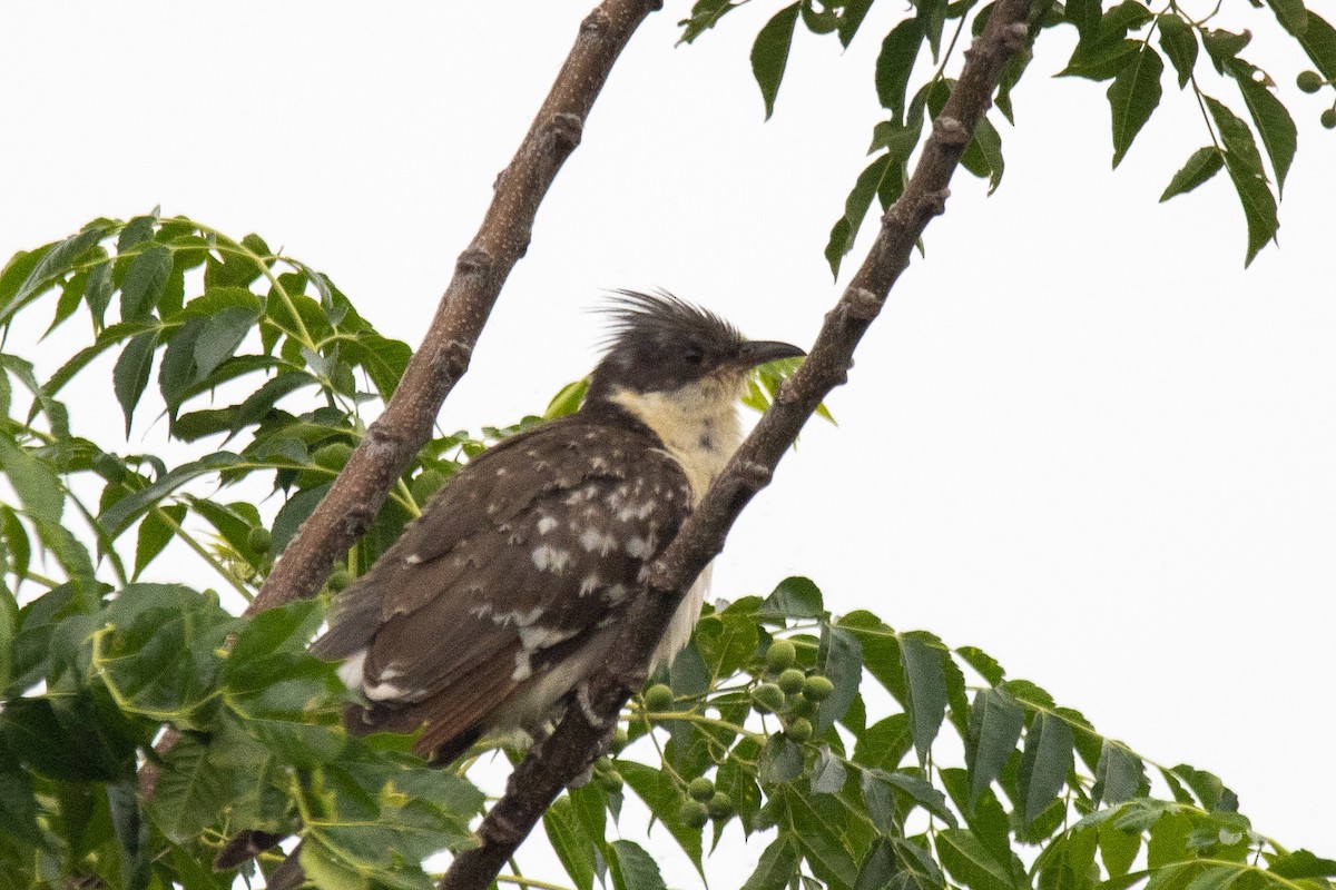 Great Spotted Cuckoo - ML619217505