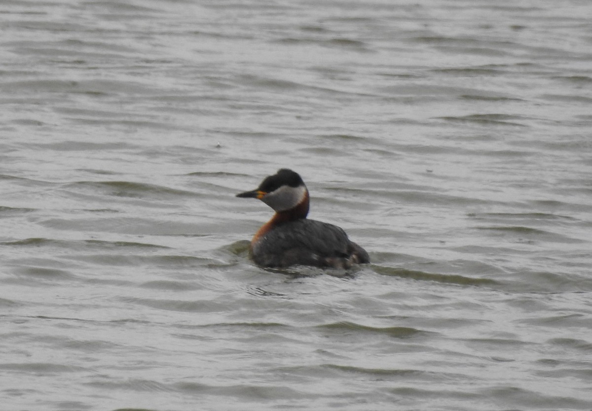 Red-necked Grebe - ML619217560