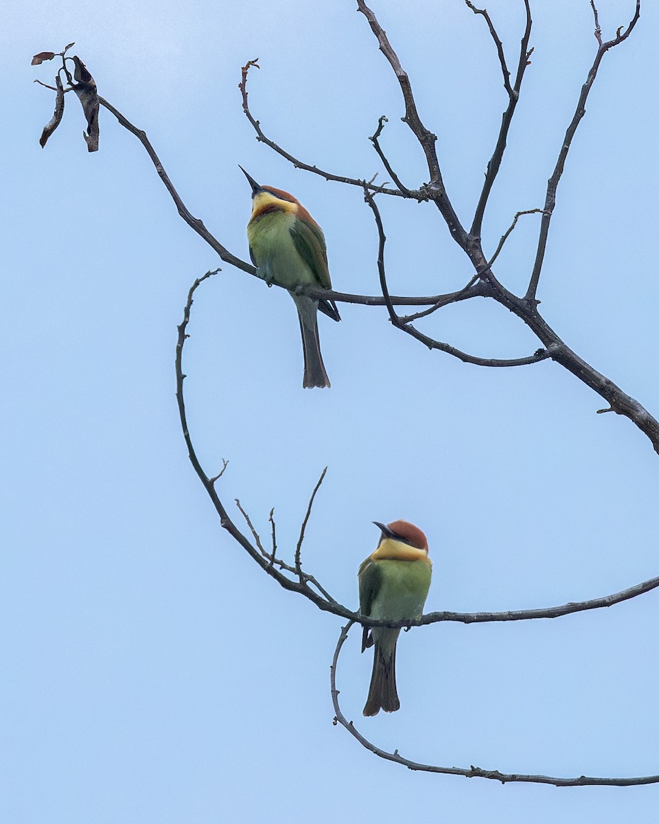 Chestnut-headed Bee-eater - ML619217563