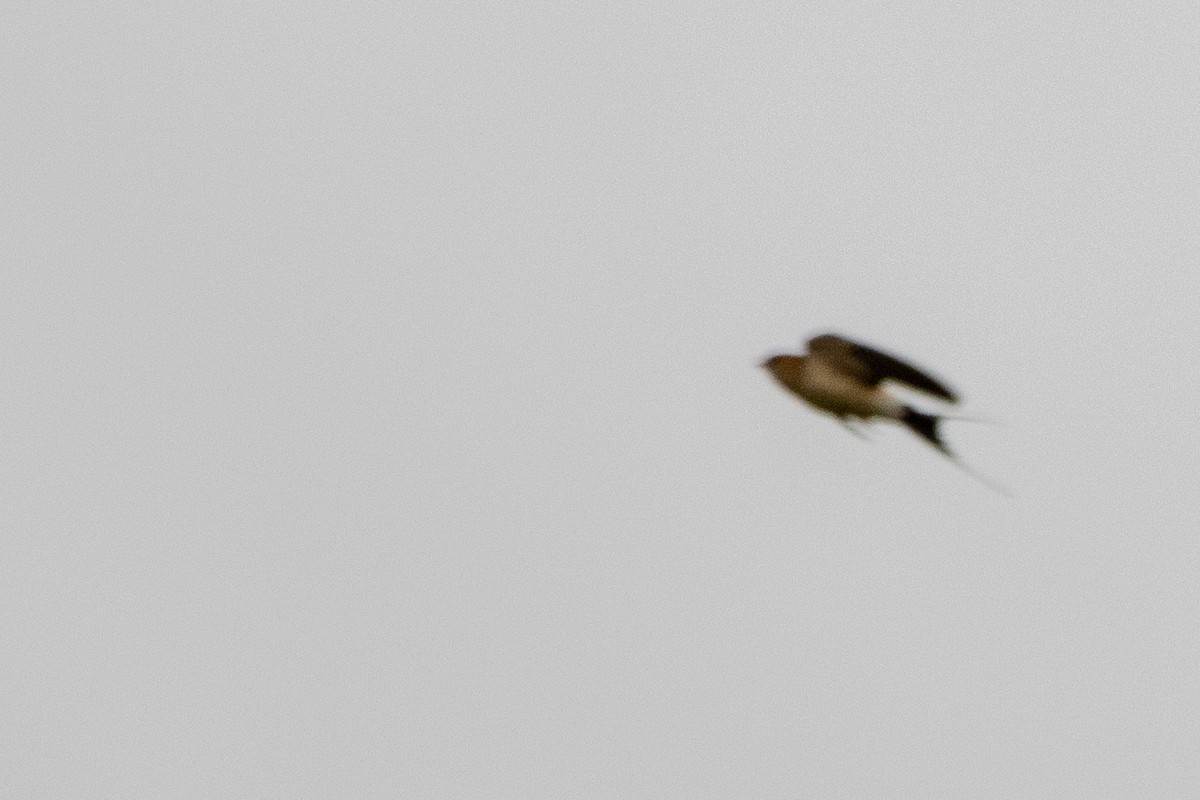 Red-rumped Swallow - ML619217571