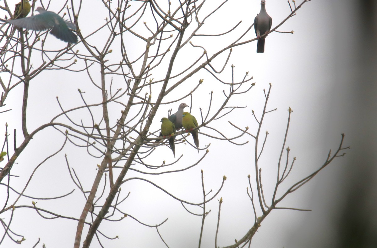 Pin-tailed Green-Pigeon - ML619217591