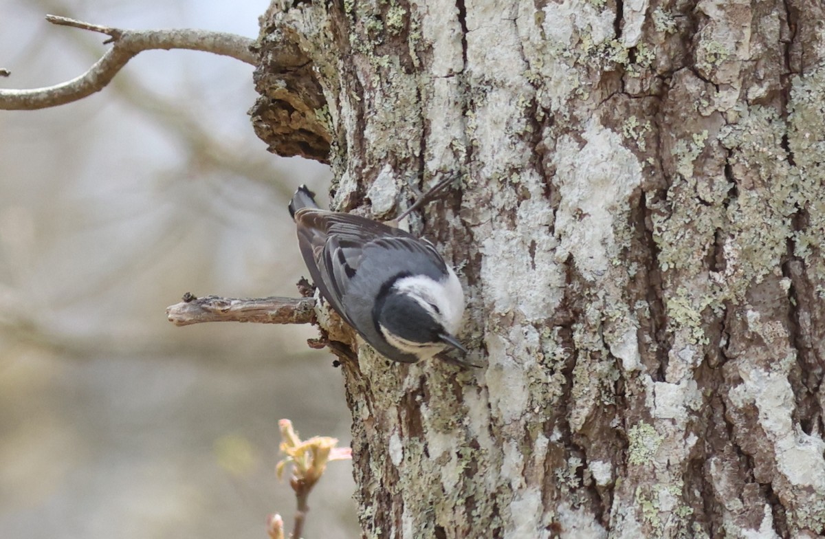 White-breasted Nuthatch - ML619217619