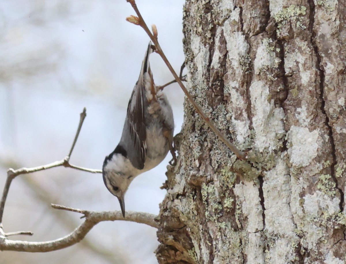 White-breasted Nuthatch - ML619217620