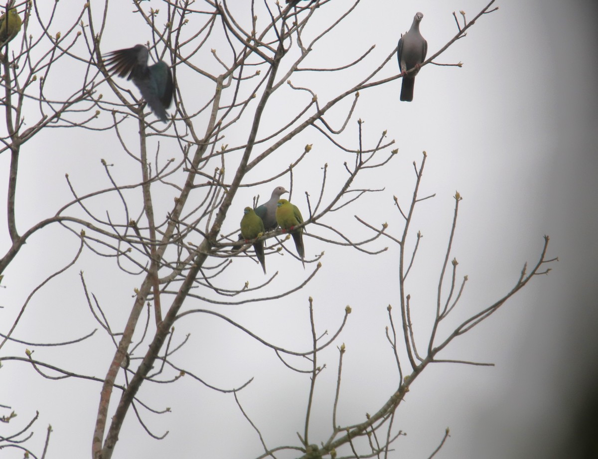Pin-tailed Green-Pigeon - ML619217621