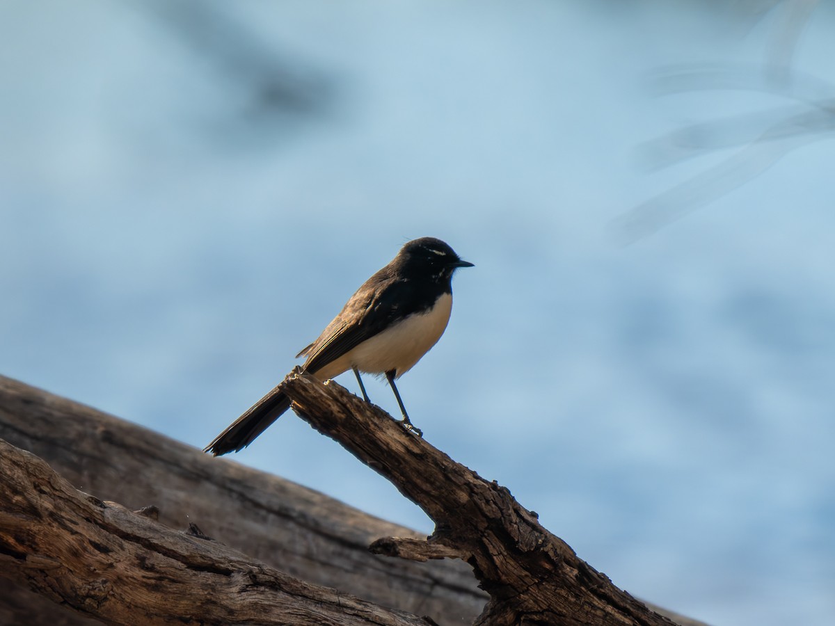 Willie-wagtail - ML619217643