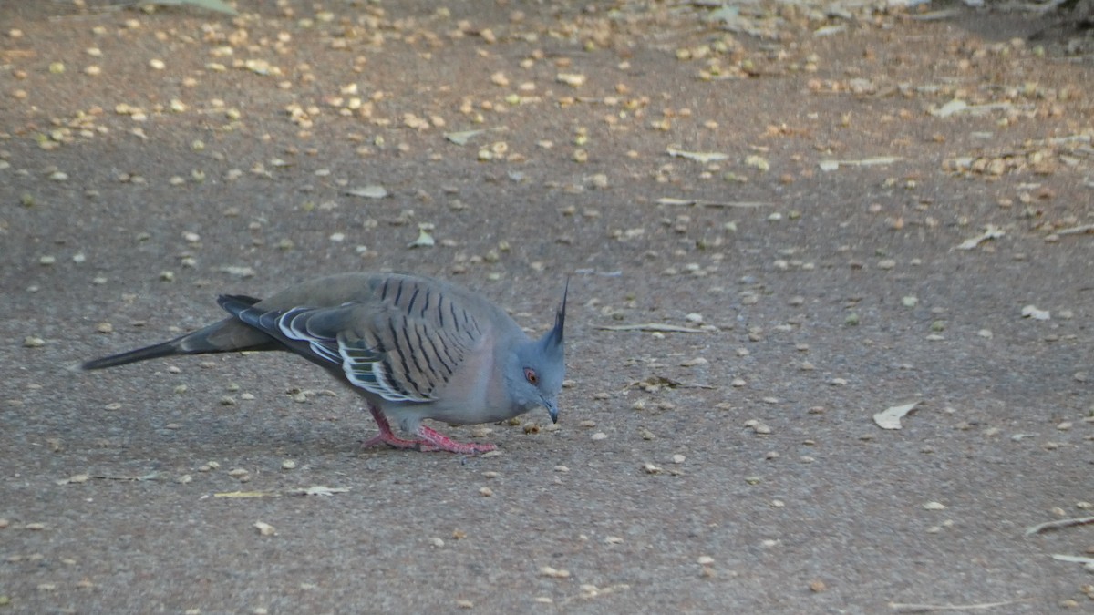 Crested Pigeon - ML619217735