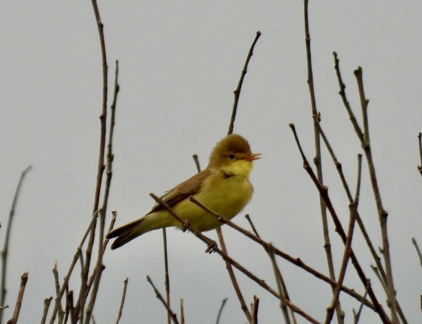 Melodious Warbler - ML619217759
