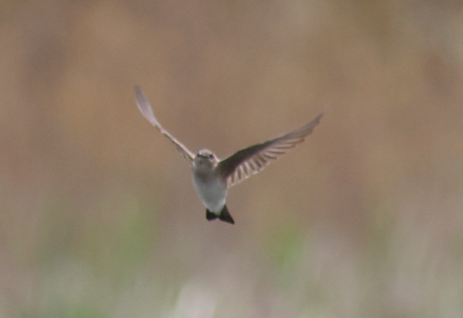 Northern Rough-winged Swallow - ML619217768