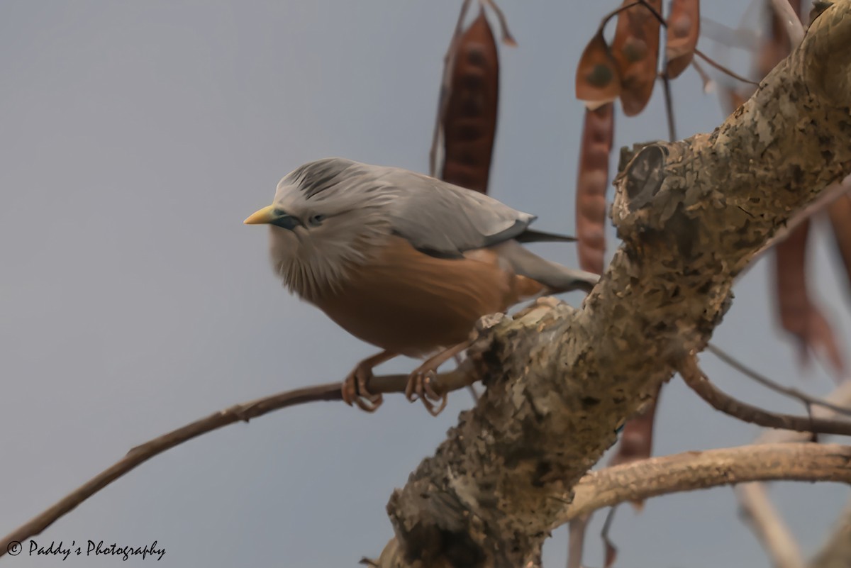 Chestnut-tailed Starling - ML619217793