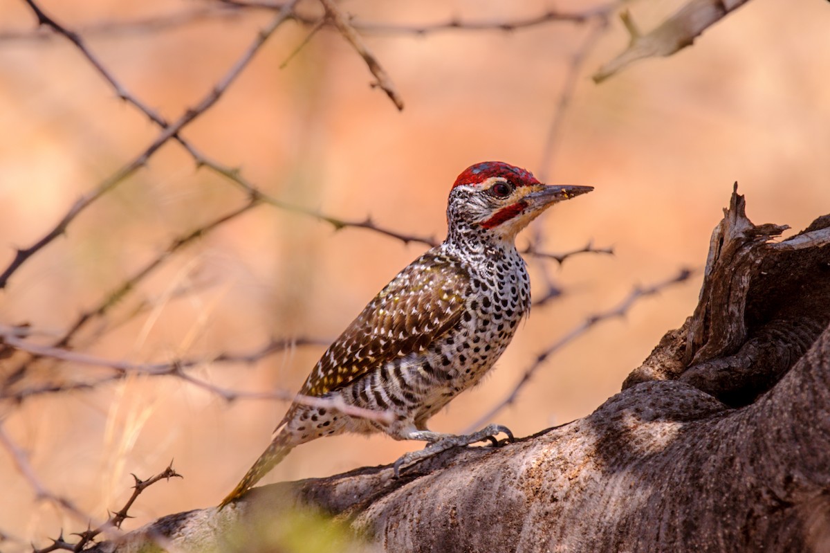 Nubian Woodpecker - ML619217804