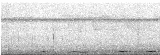 Phapitréron à oreillons blancs (nigrorum) - ML619217818