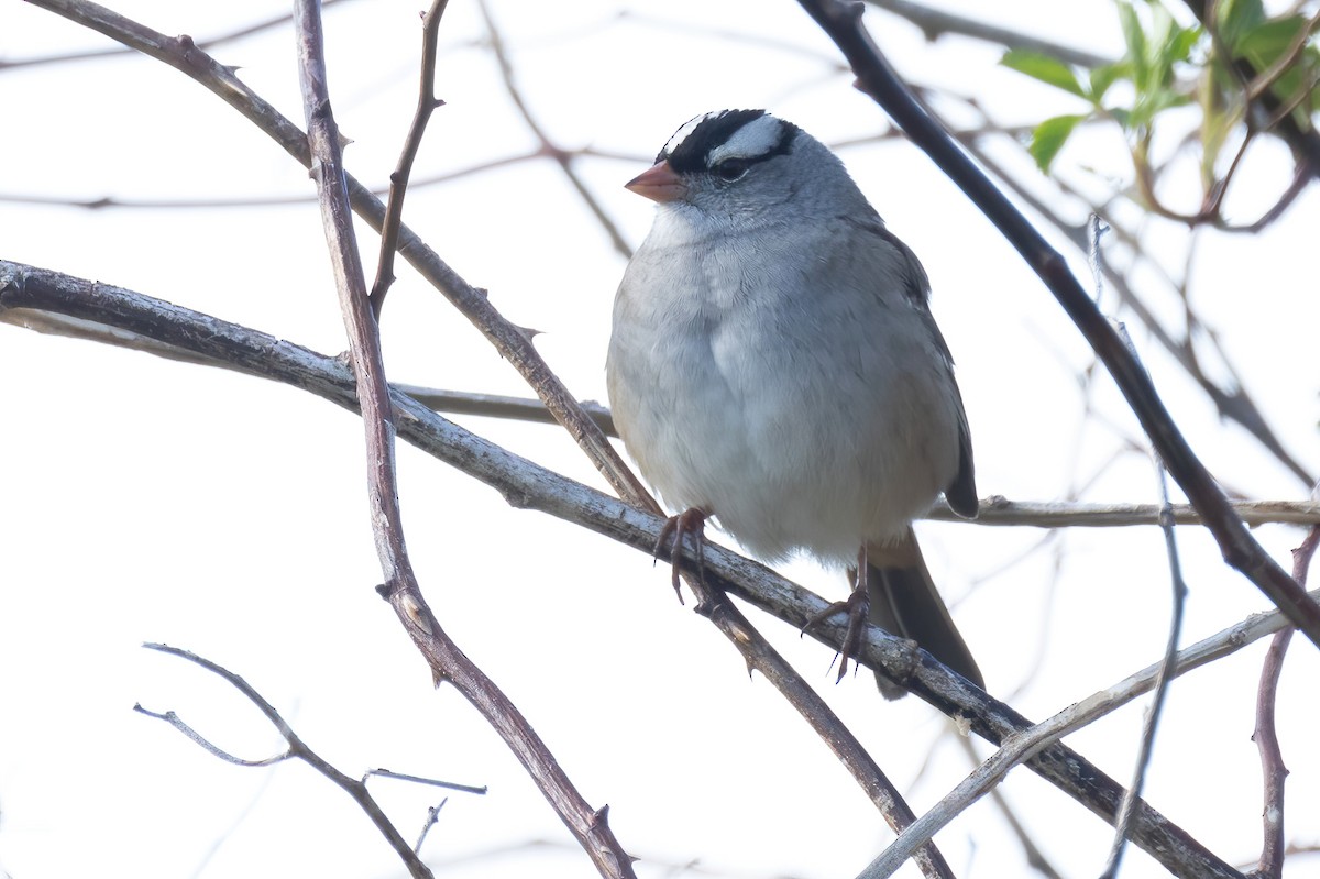 White-crowned Sparrow - ML619217884