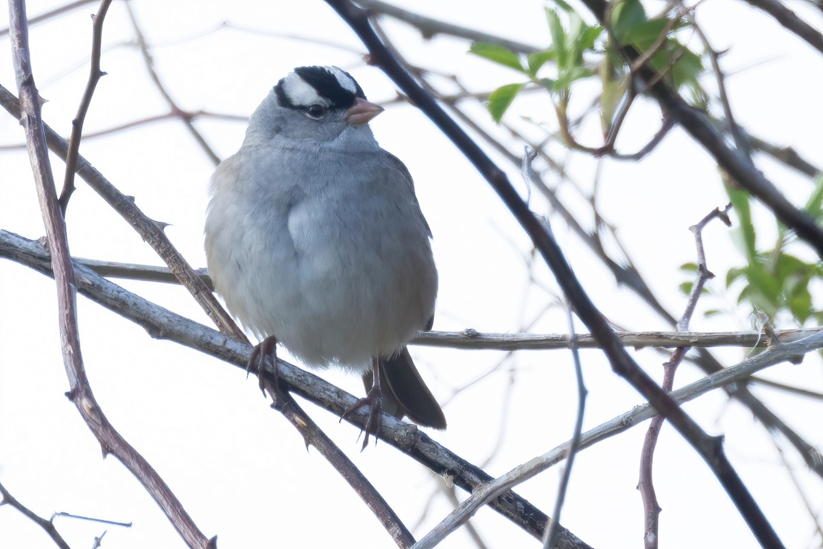 White-crowned Sparrow - ML619217885