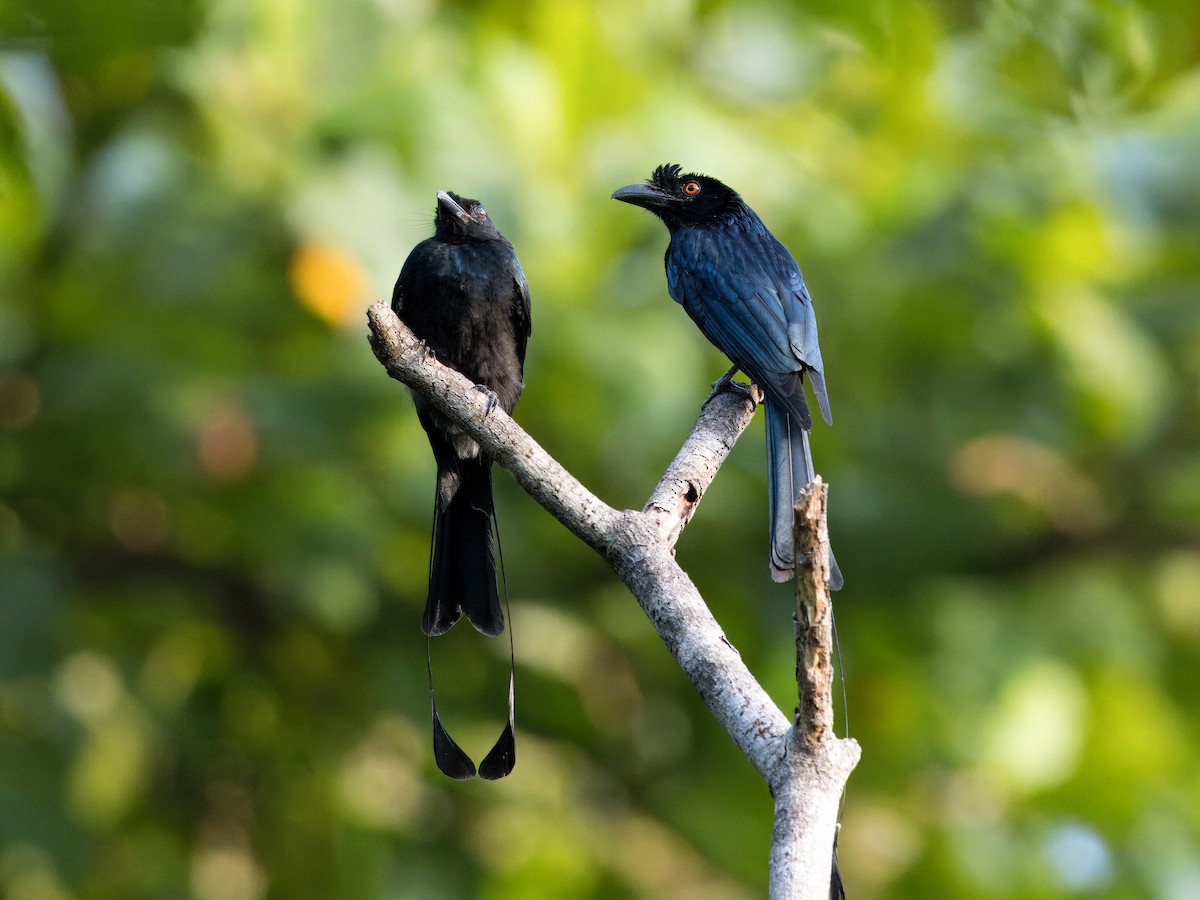 Greater Racket-tailed Drongo - ML619217940
