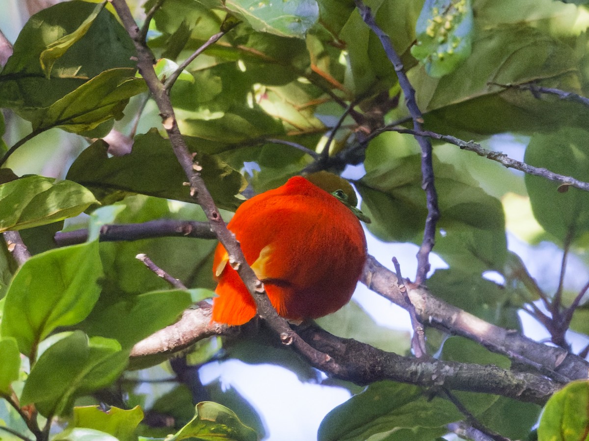 Оранжевый фруктовый голубь - ML619217947