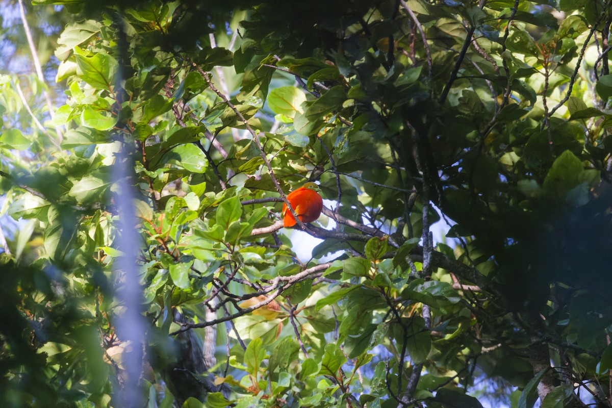 holub oranžový - ML619217954