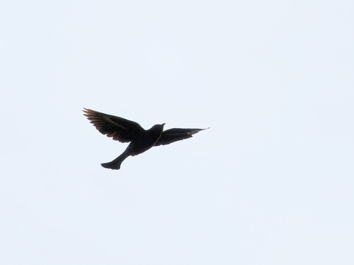 Square-tailed Drongo-Cuckoo - ML619217970