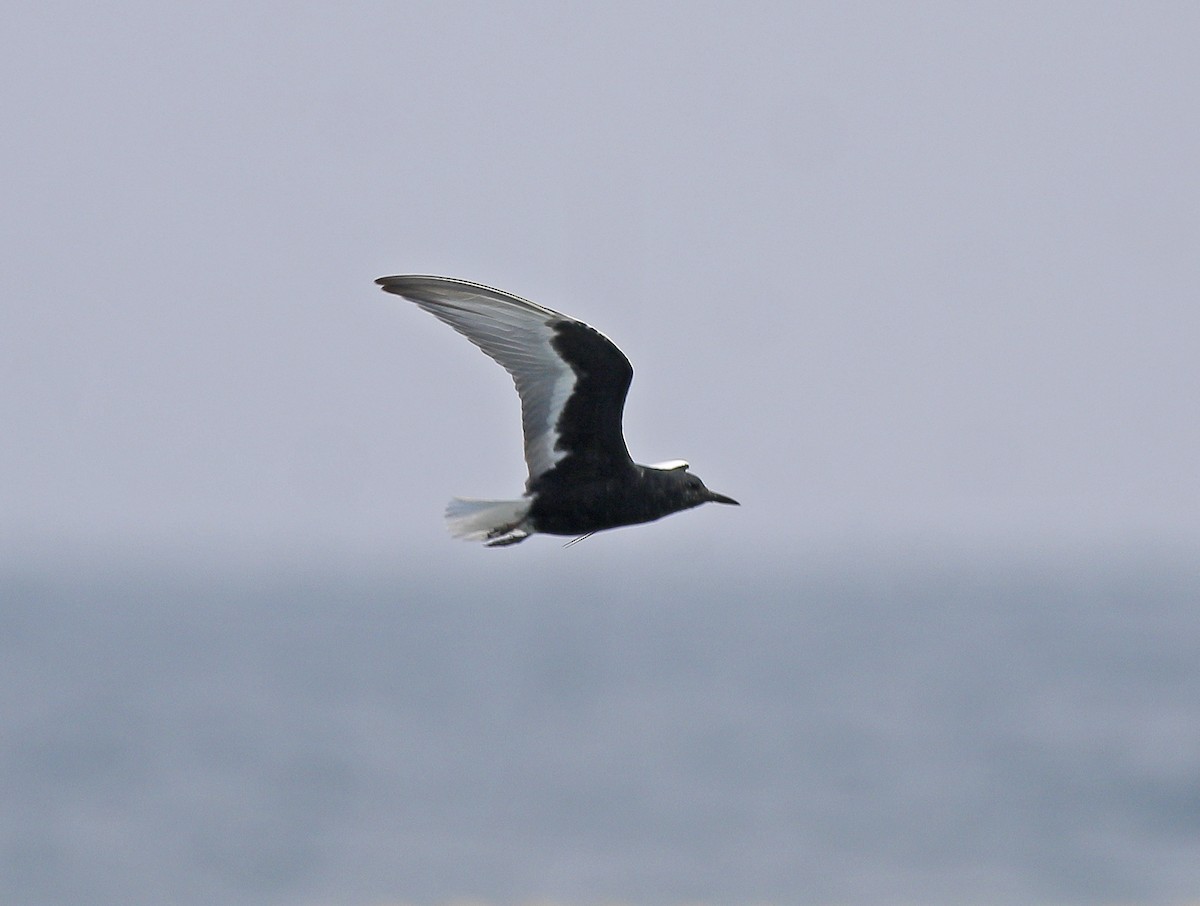 White-winged Tern - ML619218058