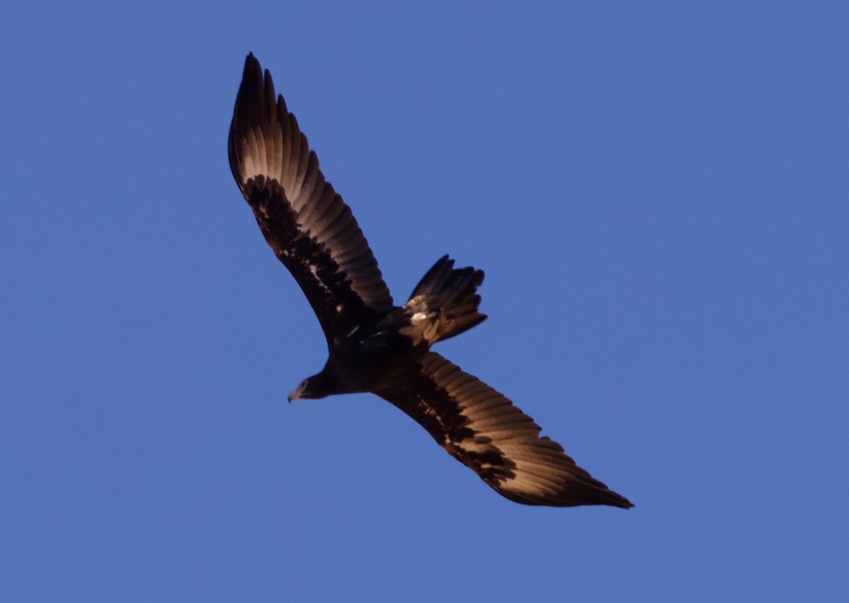 Wedge-tailed Eagle - ML619218067