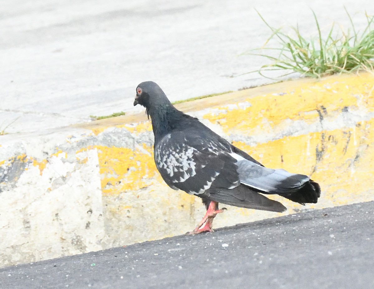 Rock Pigeon (Feral Pigeon) - ML619218081