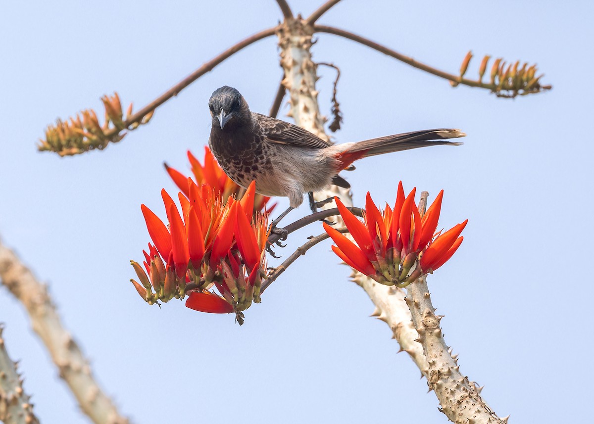 Red-vented Bulbul - ML619218104